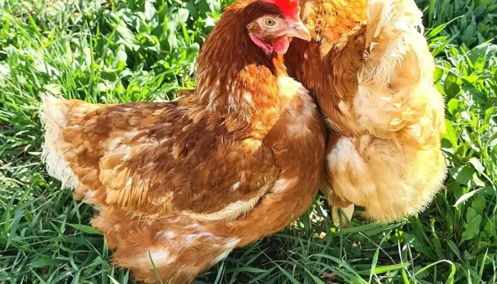 Ferma Gaini De Oua -  Cum Să Ajungi Acolo - Cătămărești-deal