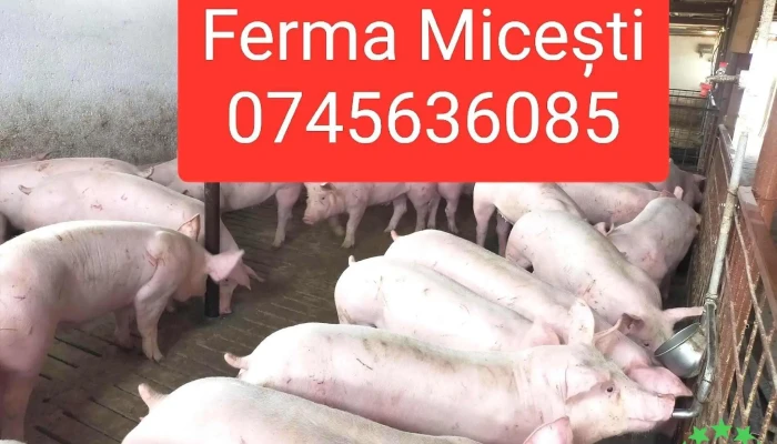 Ferma Micesti Arges De La Proprietar - Comuna Micești