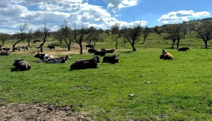 Ferma Musceleana La Litoi Program - Valea Mare Pravăț
