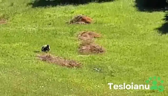 Ghimes Videoclipuri - Ghimeș