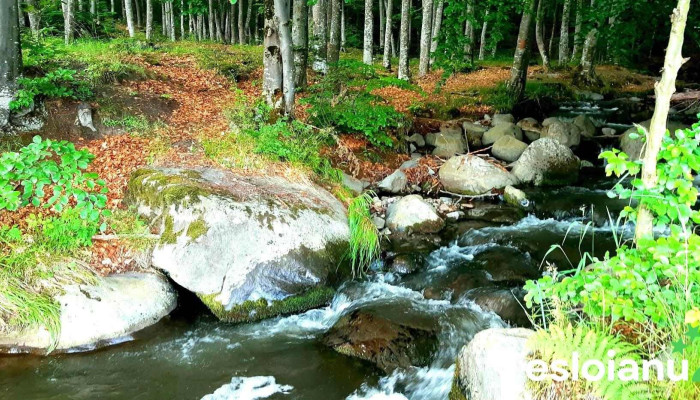 Glăjărie - Glăjărie