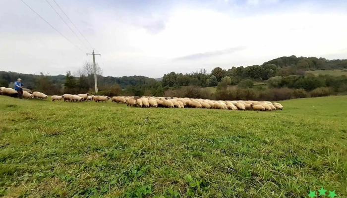 Grosi Cum Să Ajungi Acolo - Groși
