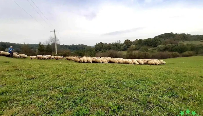 Groși - Groși