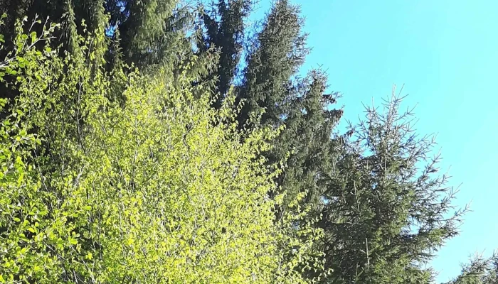 Gura Raului Adresă - Romania
