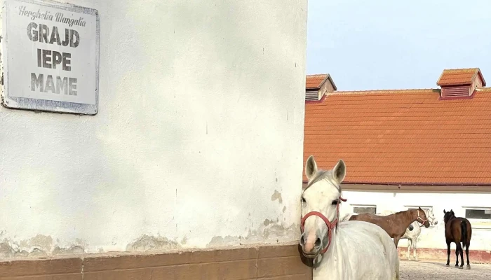 Herghelia Mangalia -  Fotografii - Mangalia
