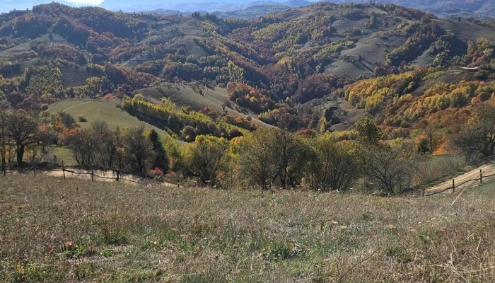 Holbav Tinut De Basm -  Padure - Romania