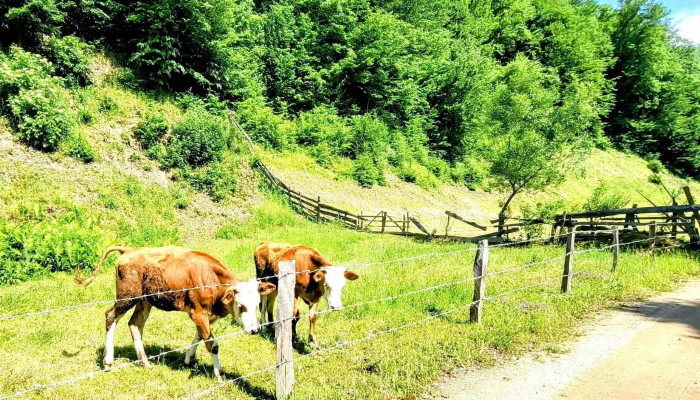 Holbav Tinut De Basm -  Scor - Romania