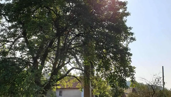 Husnicioara -  Zonă - Husnicioara