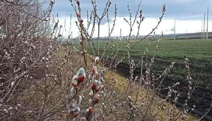 Iaz bosanci 1 - Bosanci