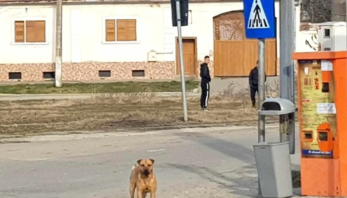 Ighis Prețuri - Romania