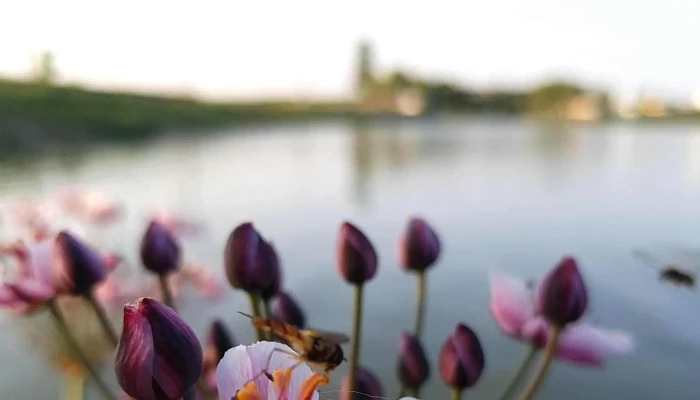 Lacul Corod -  Romania - Romania