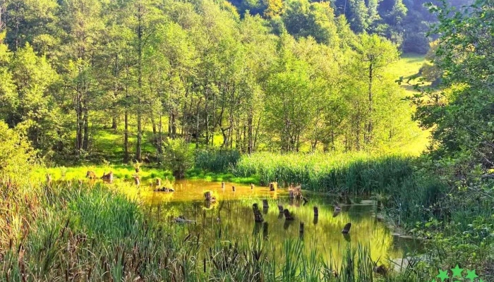 Lacul cu Arini, Câmpul Cetății, Mureș - Romania