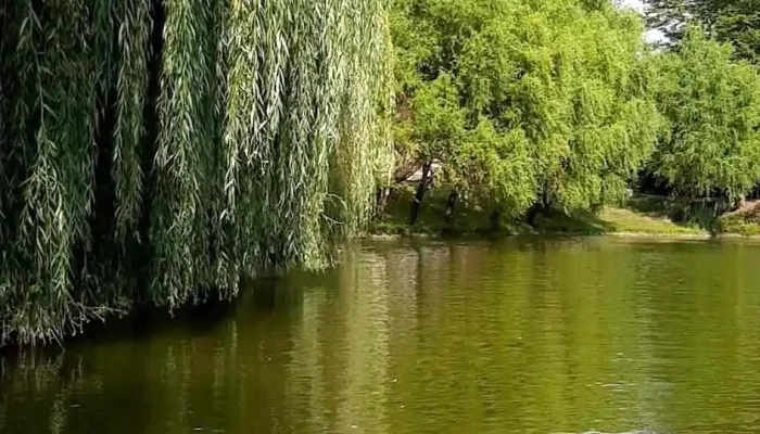 Lacul De Agrement Moneasa -  Videoclipuri - Moneasa