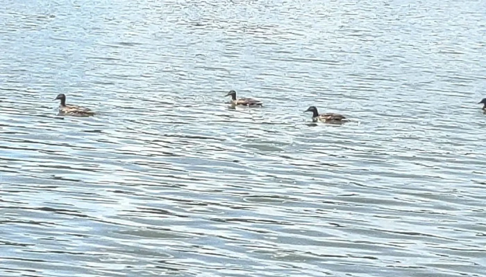 Lacul Gheorgheni -  Număr - Cluj-napoca