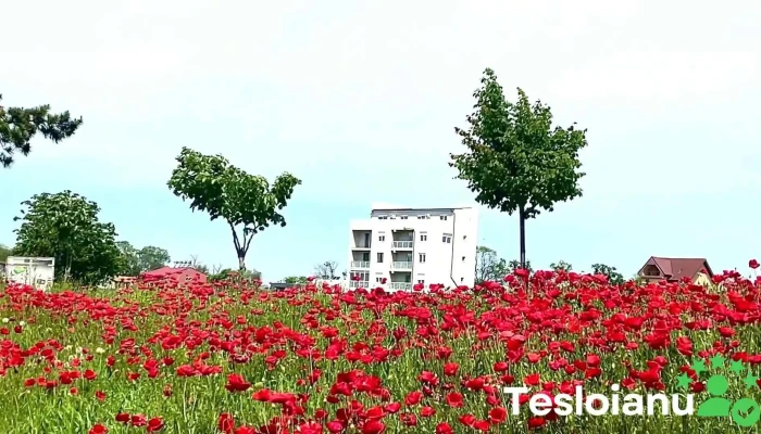 Lacul Techirghiol -  Videoclipuri - Romania