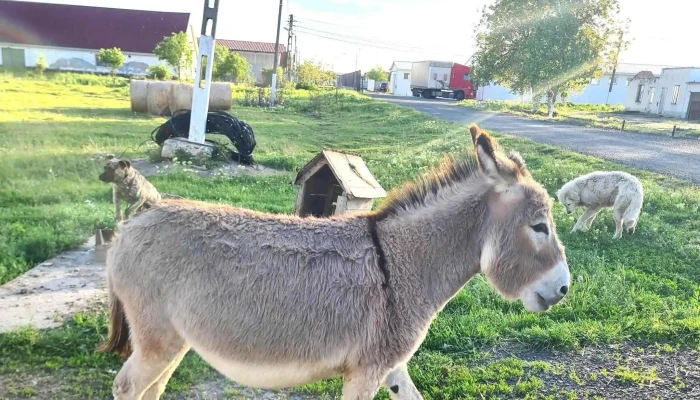 Livestock Station Arad - Pecica