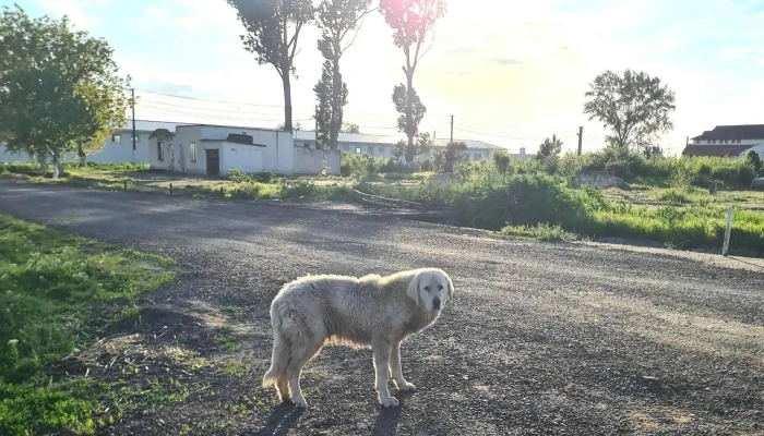 Livestock Station Arad -  Zonă - Pecica