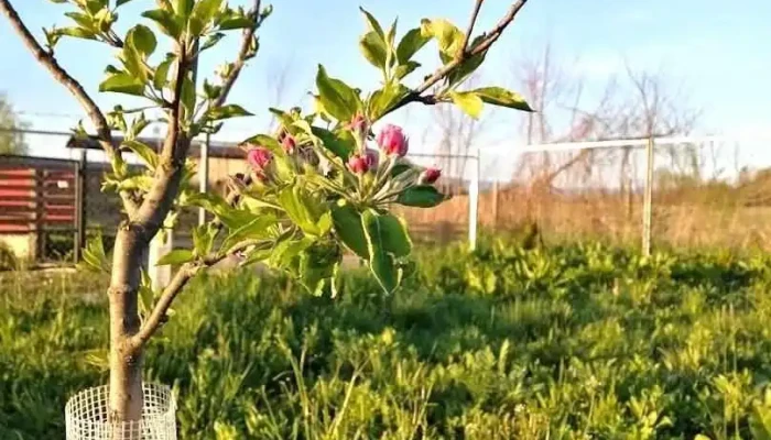Lăpușel - Lăpușel