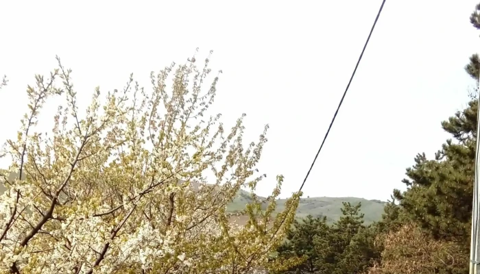 Manastirea Soporu De Campie Scor - Romania