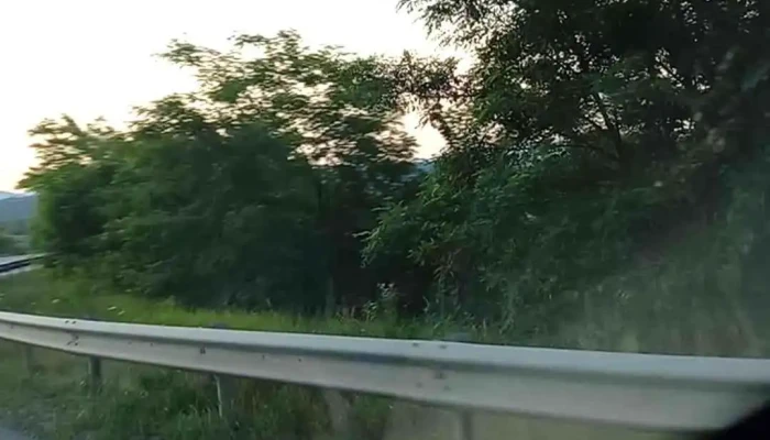 Mesteacan Videoclipuri - Mesteacăn
