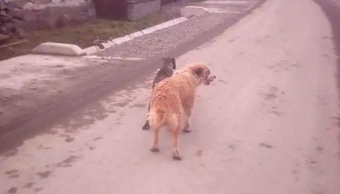 Mătrici - Mătrici