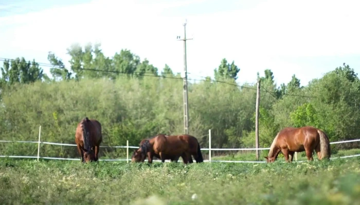 Nana Farm Echitatie -  Zonă - Calarasi