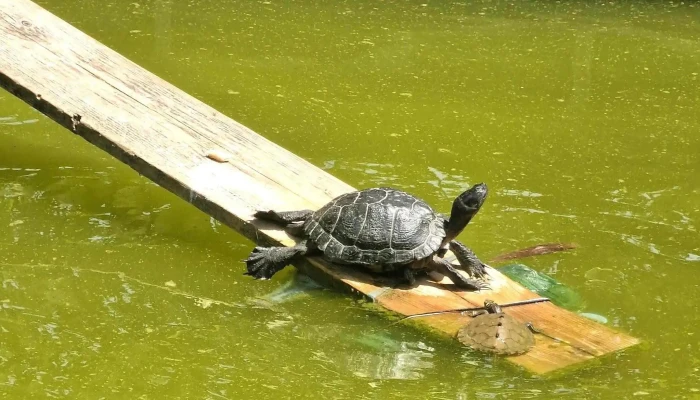 New Lac -  Locație - Câmpina