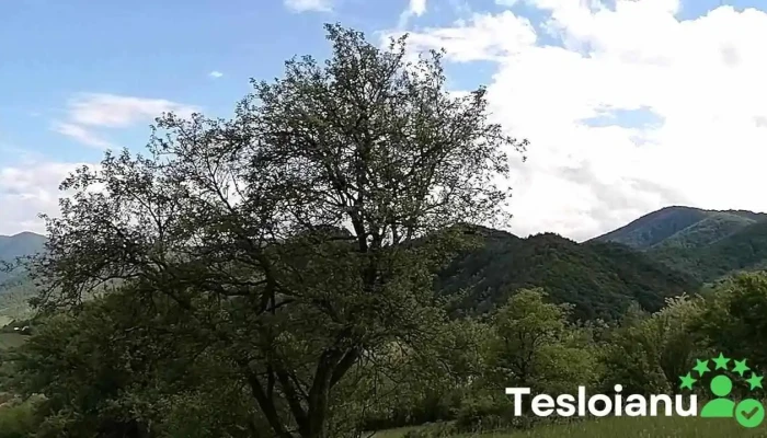 Orasul Talmaciu Videoclipuri - Romania
