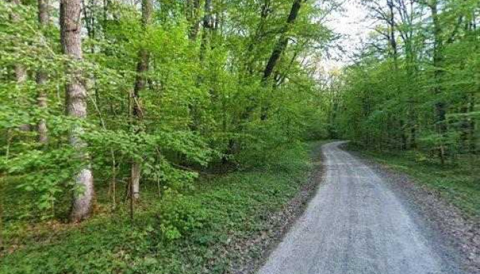 Padurea Crujana Street View Si 360deg - Romania