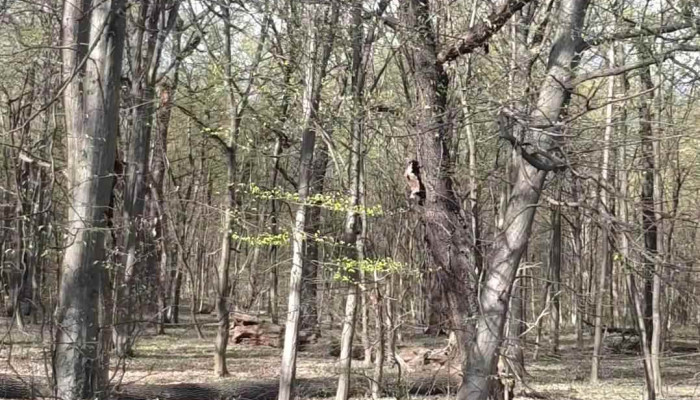 Padurea Plopeni Videoclipuri - Romania