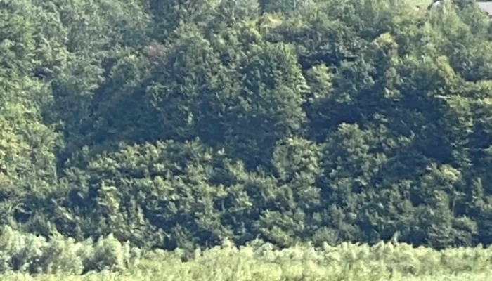 Pangarati Promoție - Romania