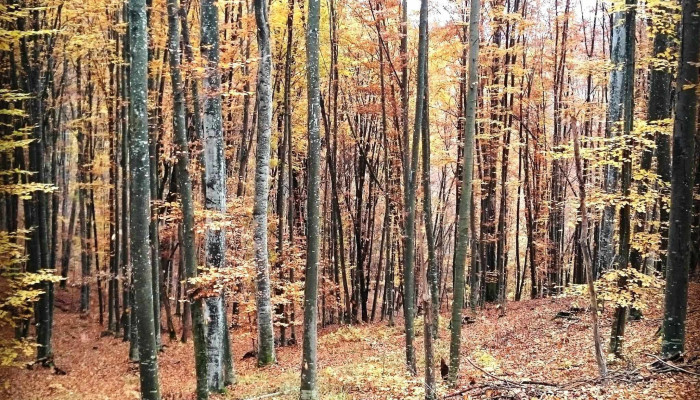 Pauloaia Deschis Acum - Păuloaia