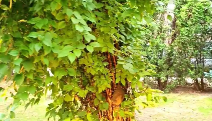 Pensiune Restaurant La Cassa -  Exterior - Vișeu De Sus
