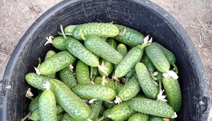 Piata Agricola Pucheni Prețuri - Puchenii Mari
