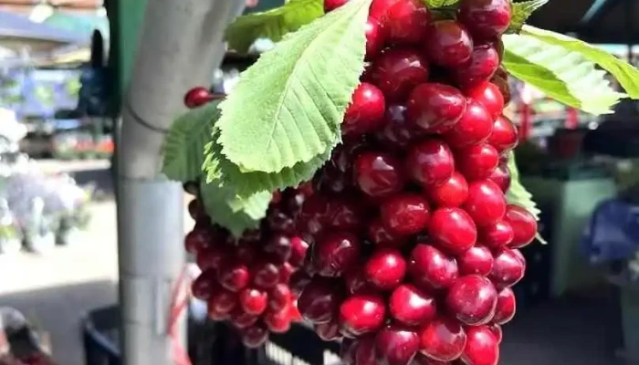 Piața Agroalimentară - Vatra Dornei