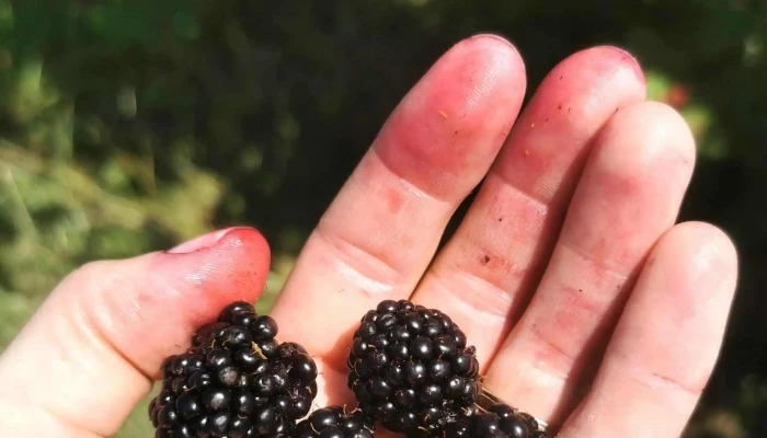 Plantatia de mure Sinca Veche - Șinca Veche