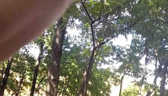 Primaria Hartop Videoclipuri - Hârtop