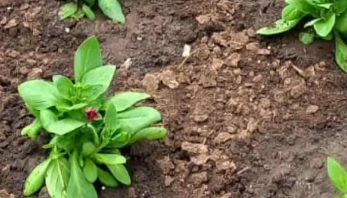 Rasaduri Naturale Vidra -  Cele Mai Recente - Crețești