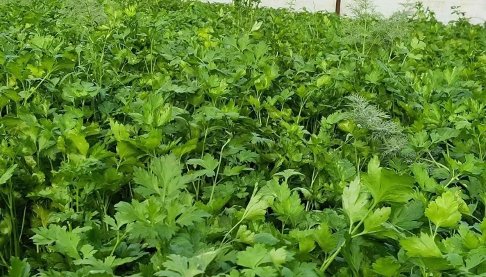 Rasaduri Naturale Vidra -  Telefon - Crețești