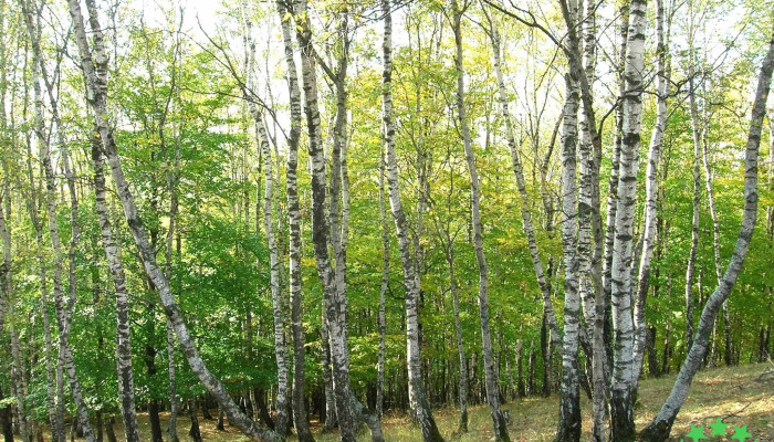 Rezervatia Forestiera Dobreni Videoclipuri - Romania