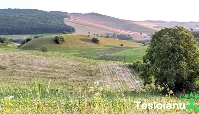 Sardu Nirajului Zonă - Şardu Nirajului