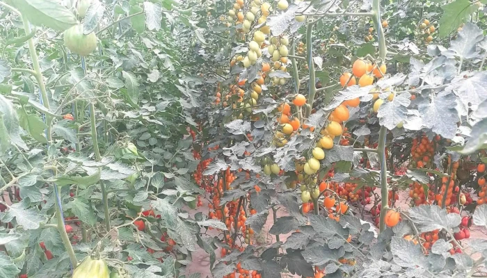 Solarii Legume Mitoc -  Adresă - Mitocu Dragomirnei