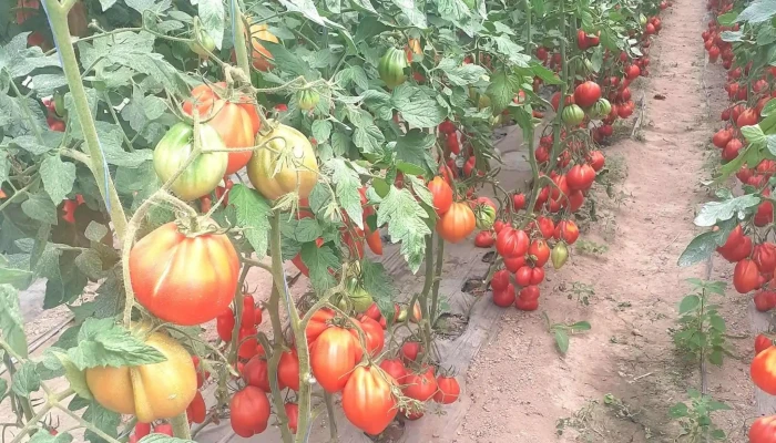 Solarii Legume Mitoc -  Cum Să Ajungi Acolo - Mitocu Dragomirnei