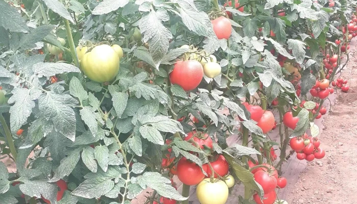 Solarii Legume Mitoc -  Promoție - Mitocu Dragomirnei