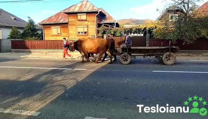 Somcuta Mare Număr - Șomcuta Mare