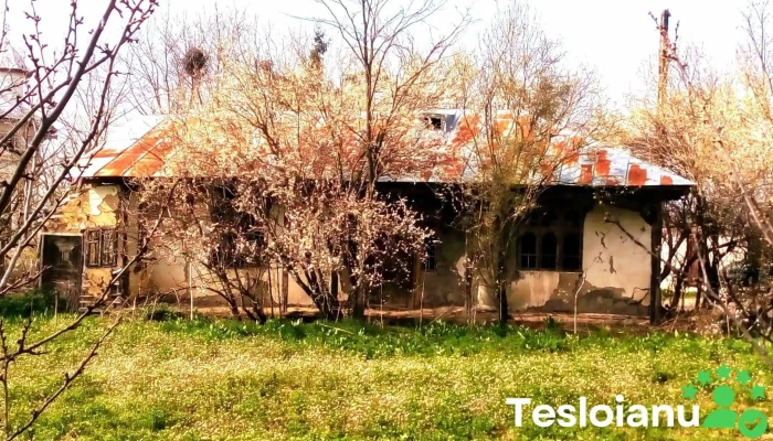 Talpa -  Ograzile Promoție - Talpa-ogrăzile