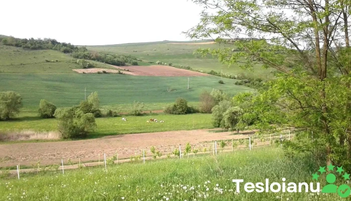 Veța - Veța