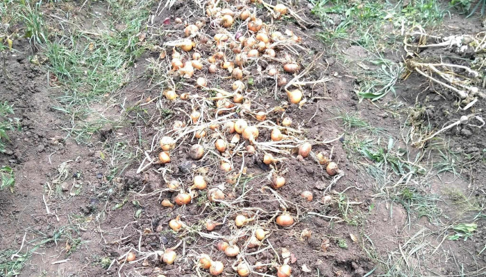 Voiniceni -  Adresă - Romania