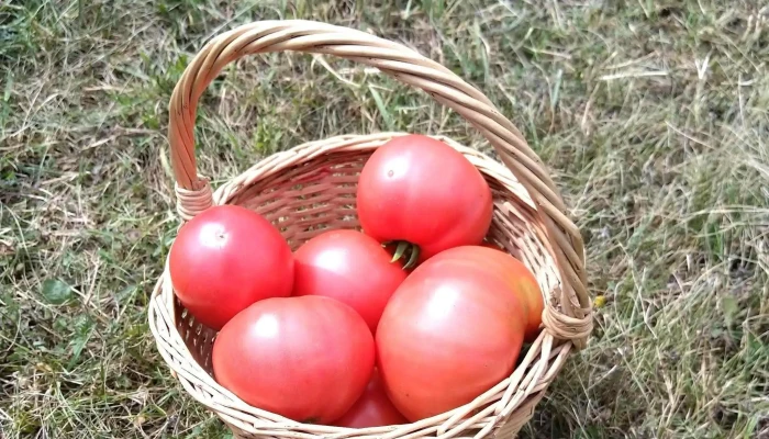 Voiniceni -  Zonă - Romania