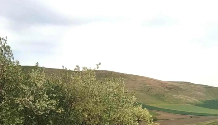 Zau De Campie Mures -  Fotografii - Zau De Câmpie
